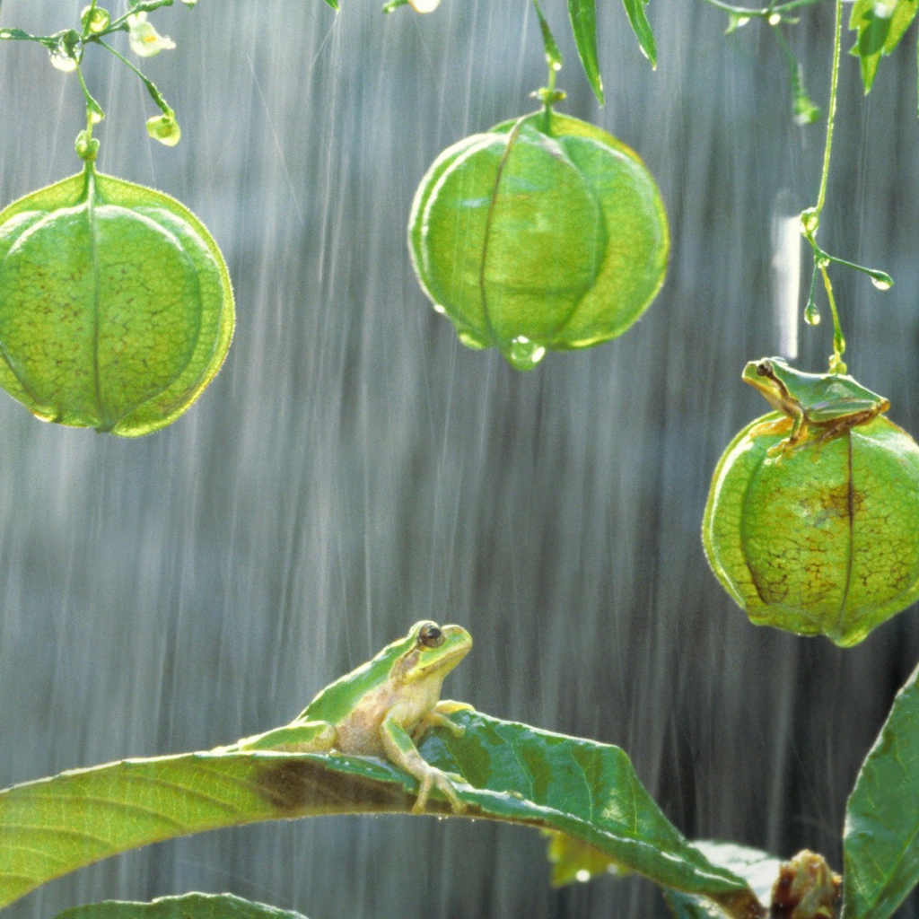 Лягушки на растениях под дождем