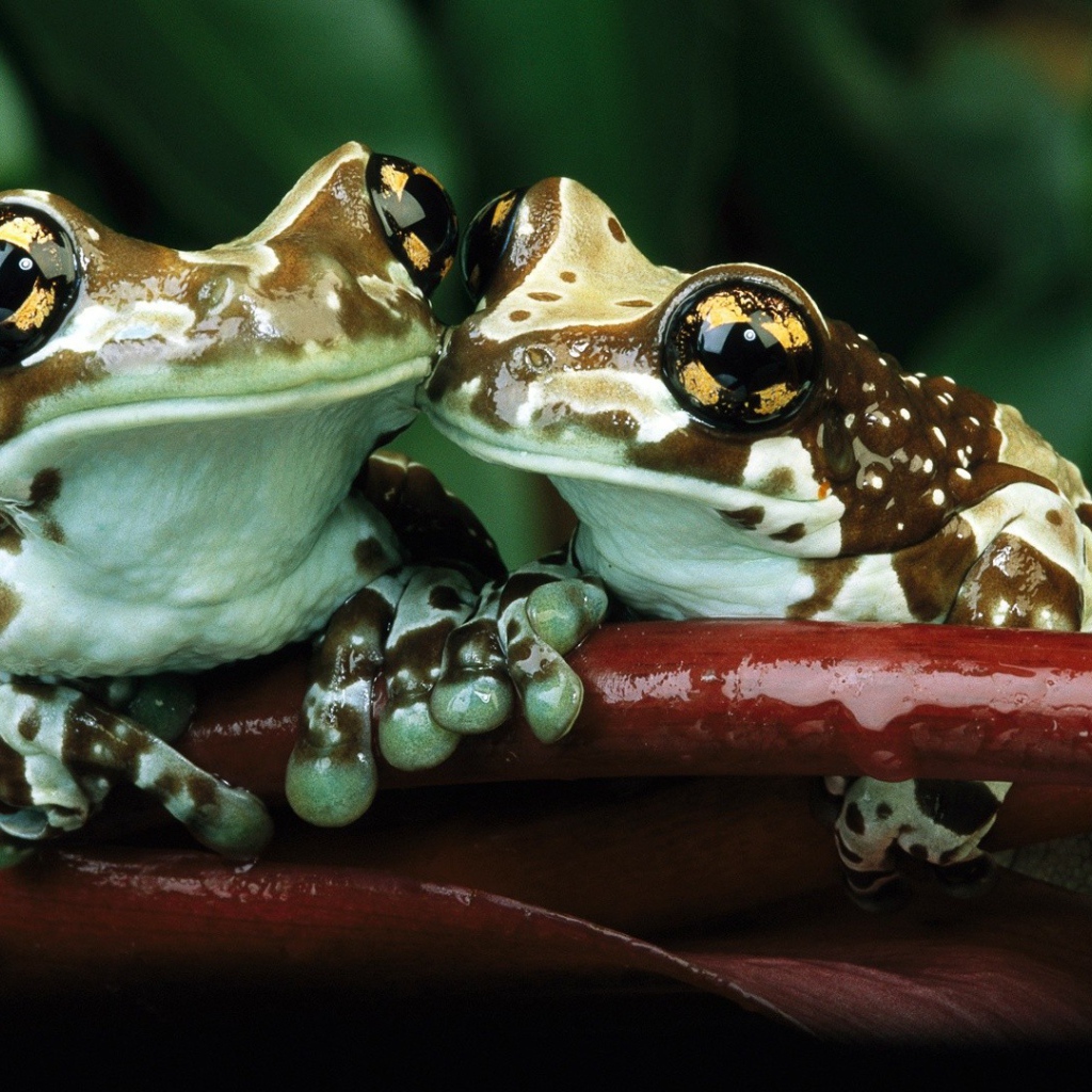 Лягушки с желтыми пятнами на глазах