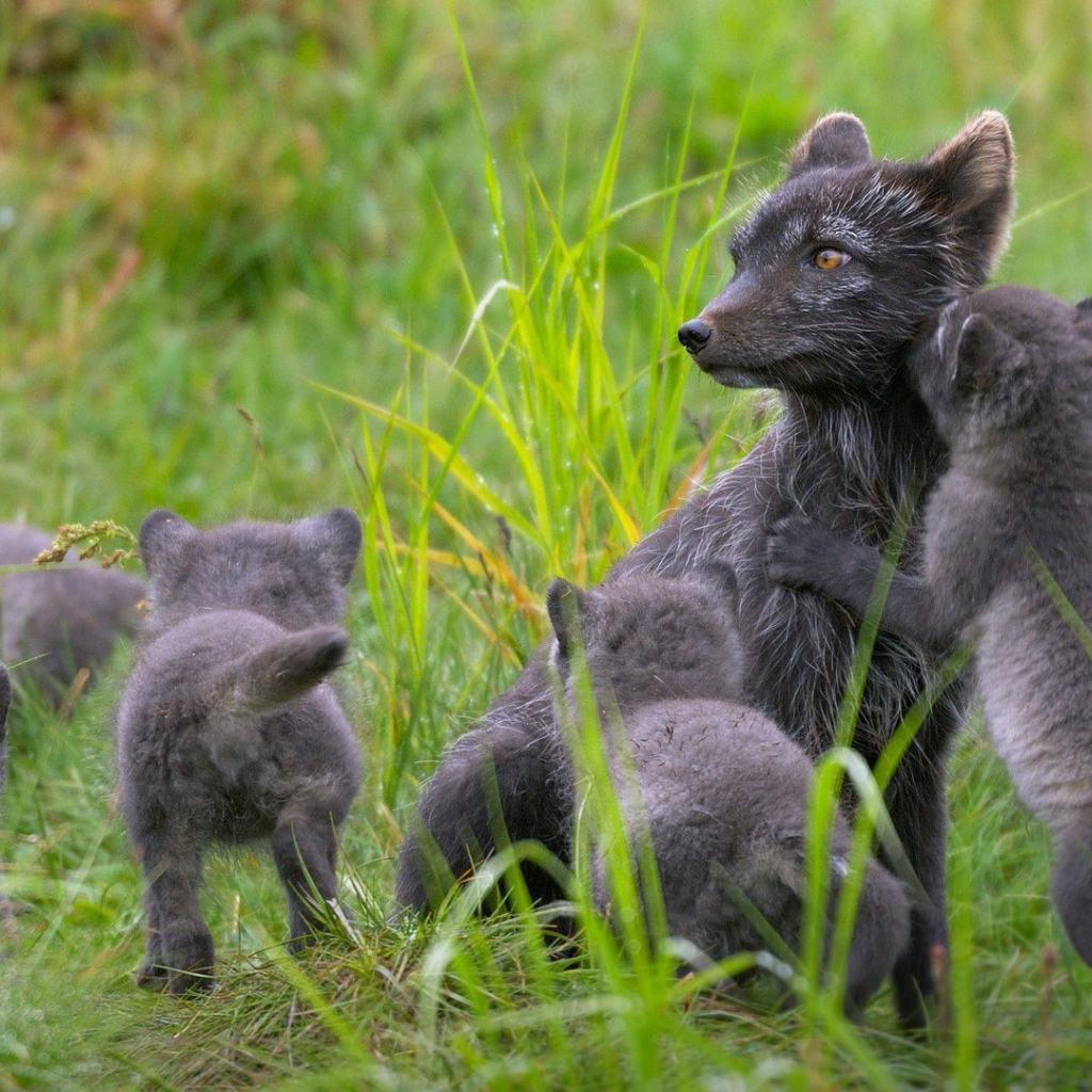 Забавные зверьки играют в траве