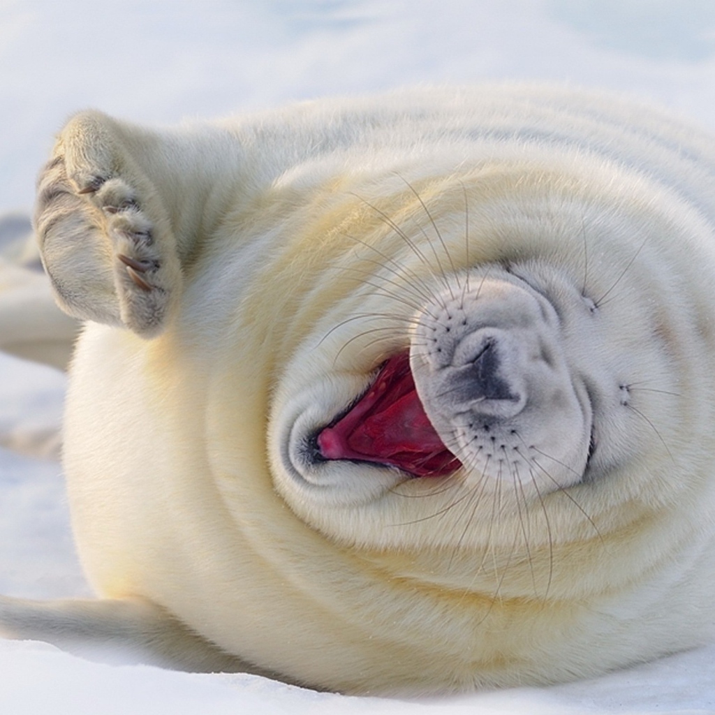Забавный белый тюлень