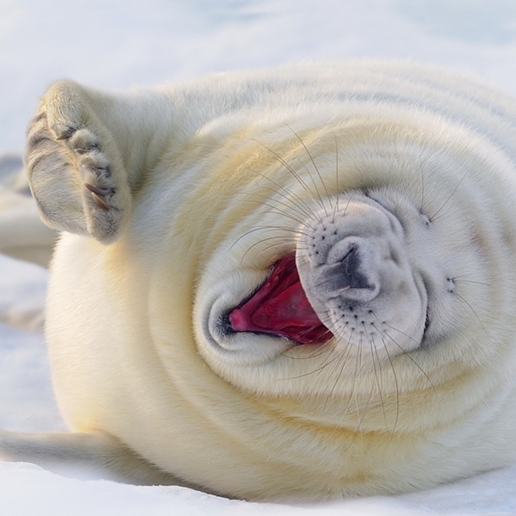 Забавный белый тюлень