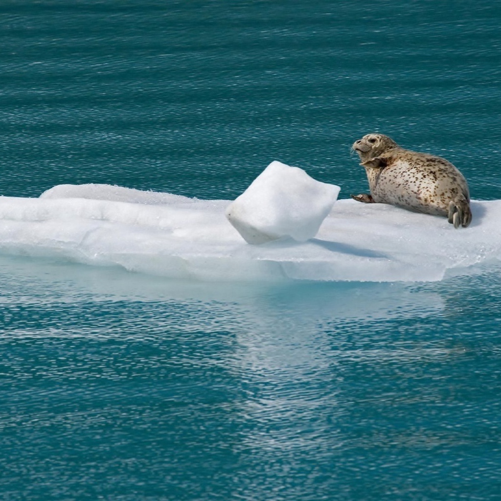 Морской котик на льдине