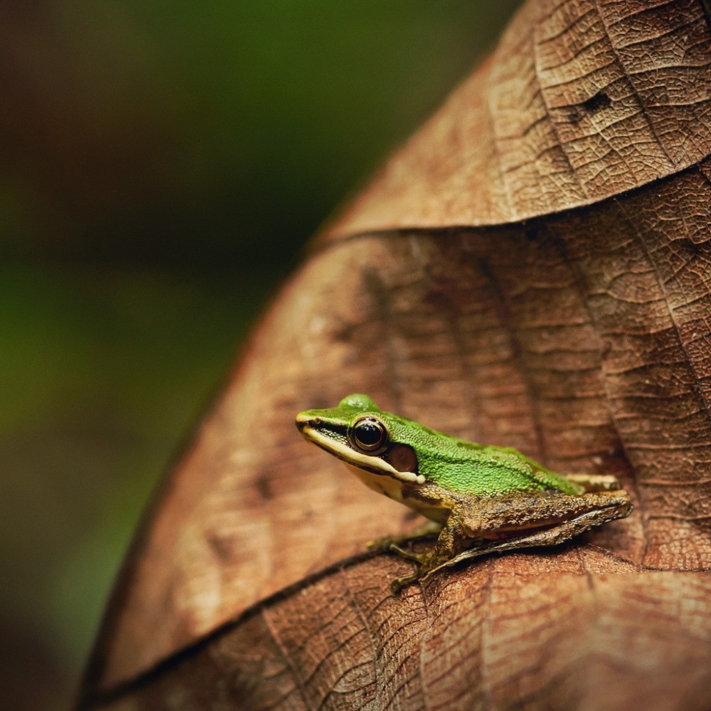 Зеленая лягушка на коричневом листе