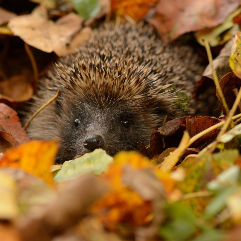 Еж прячется в листьях