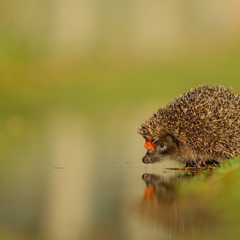 Ежик у воды на водопое