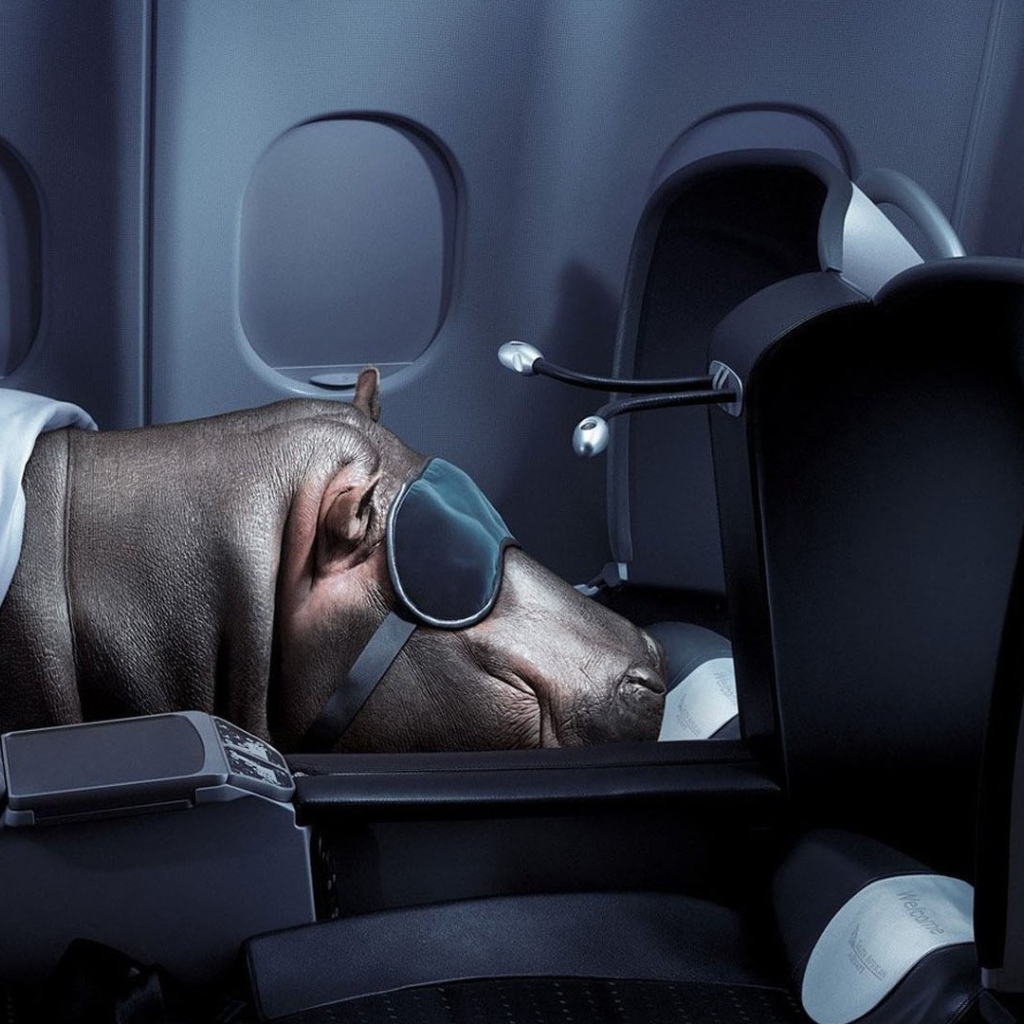 Бегемот спит в самолете