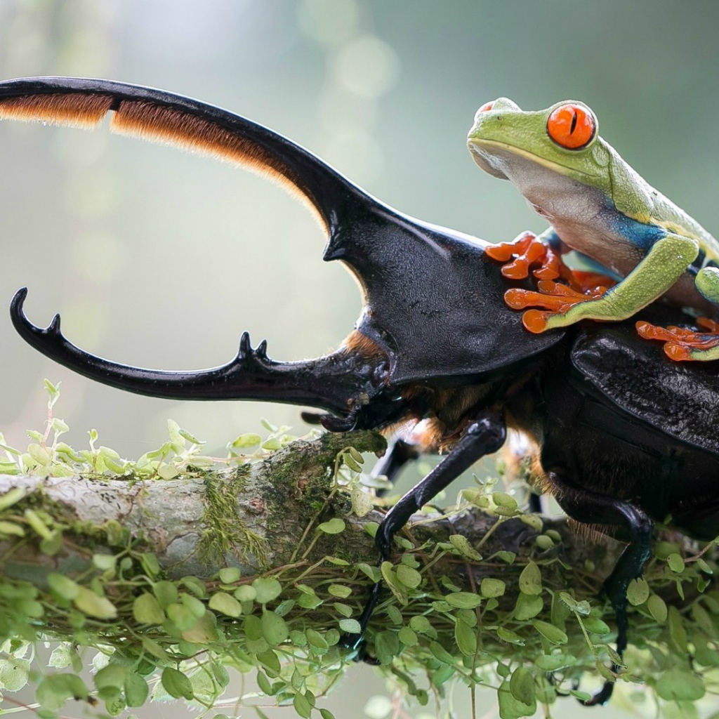 Лягушка оседлала рогатого жука