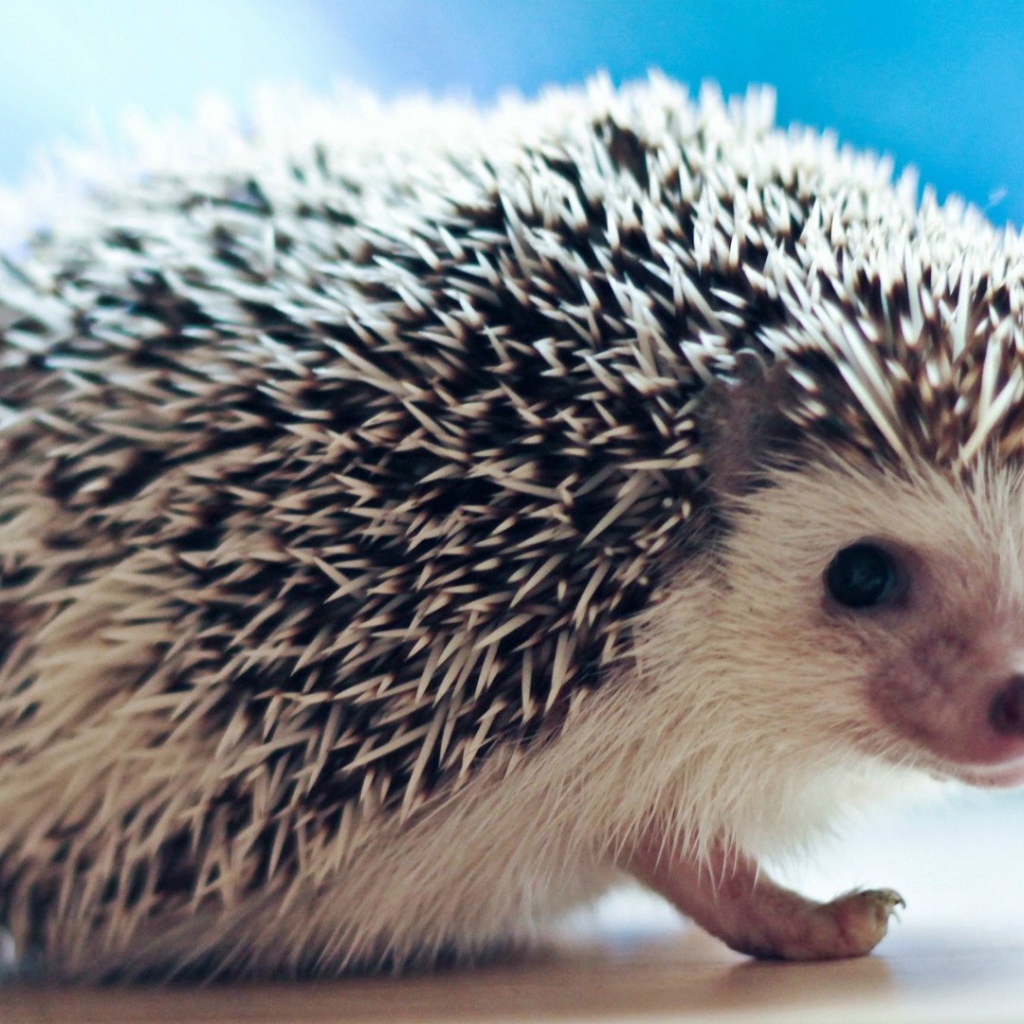 Плохо быть ёжиком, никто не погладит