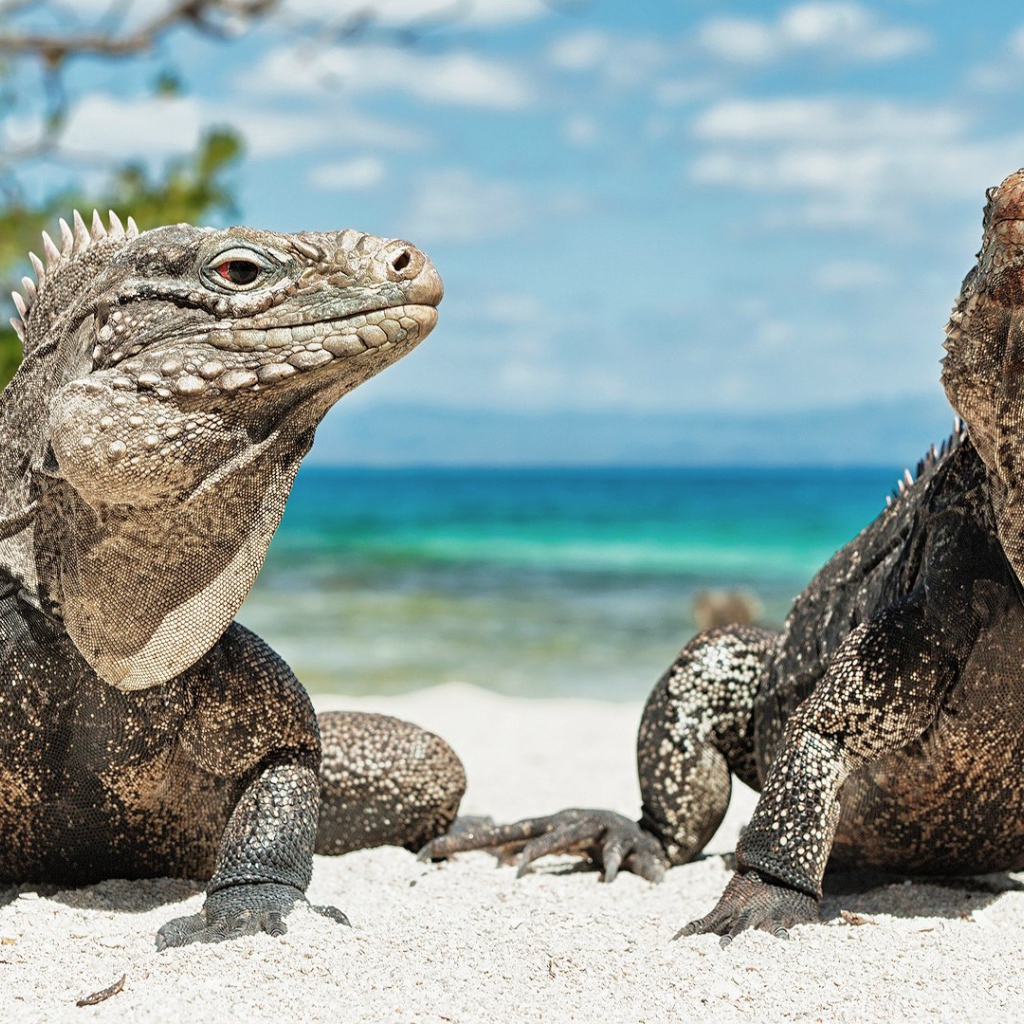 Игуаны на берегу моря