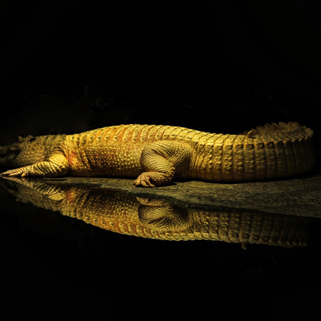 Фонарь освещает крокодила