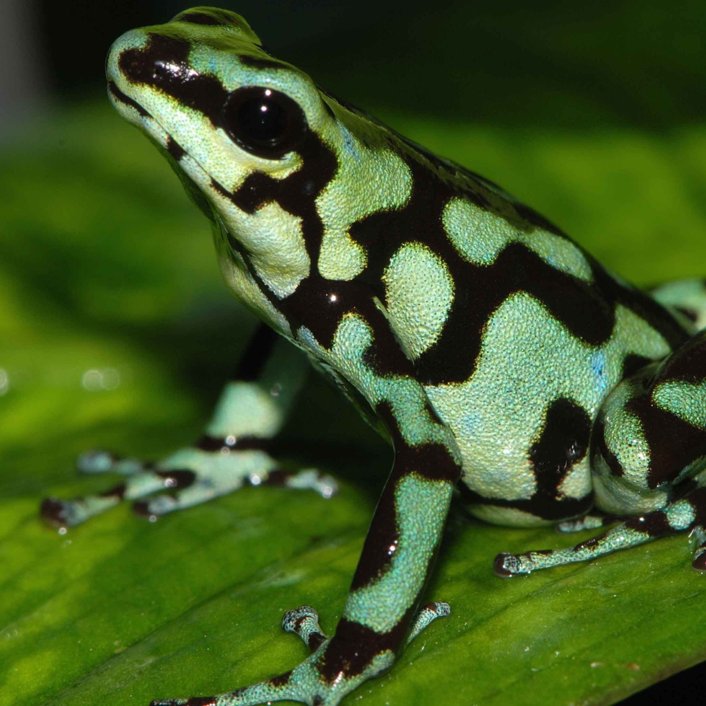 Светло зеленая лягушка с черными пятнами