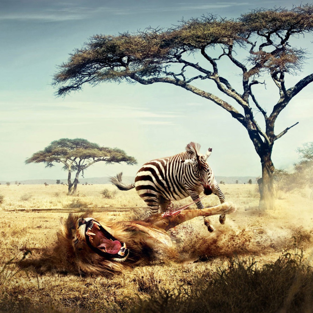 Лев и зебра в Африке