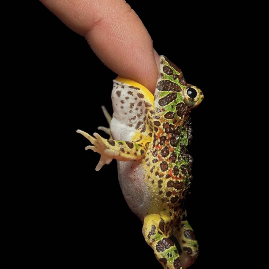 Маленькая лягушка на пальце