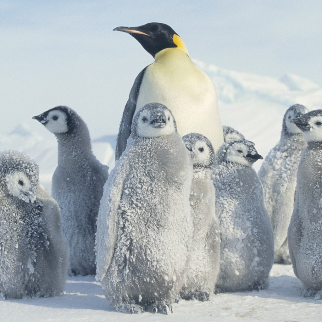Мама пингвин с выводком
