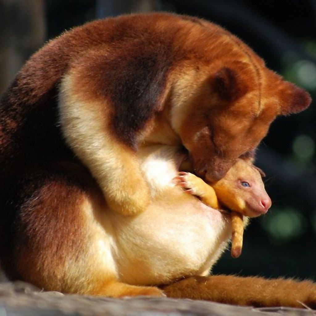 Сумчатое животное с детенышем в Австралии