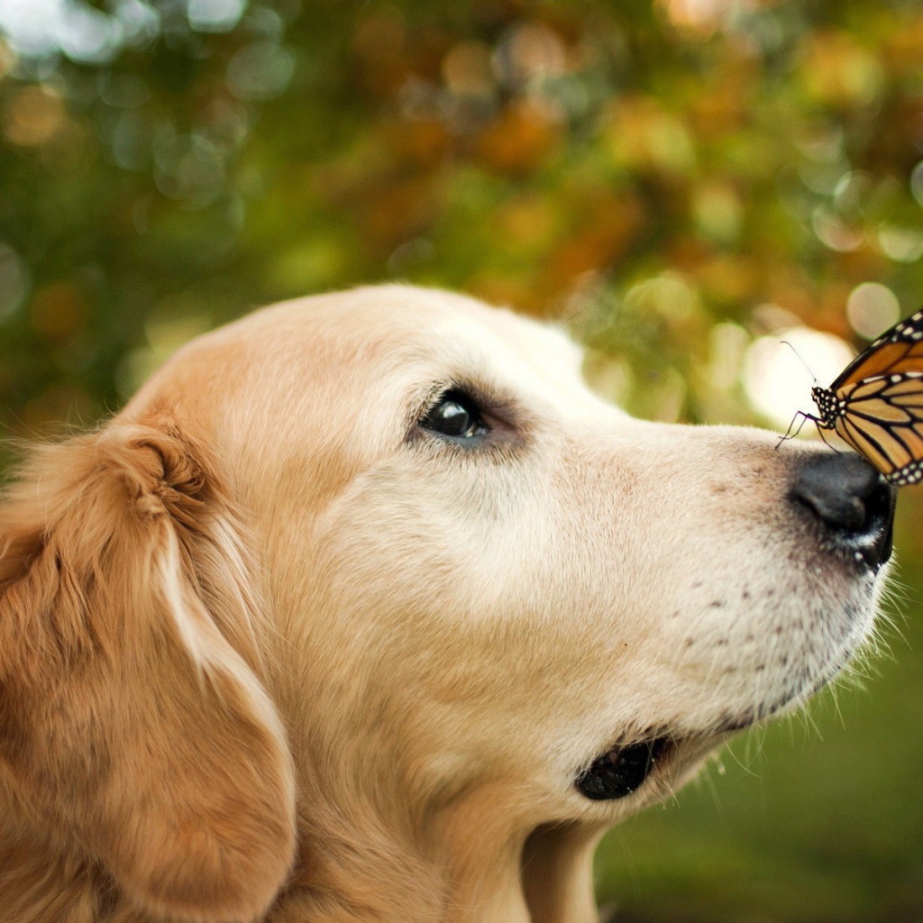 Бабочка монарх на носу собаки