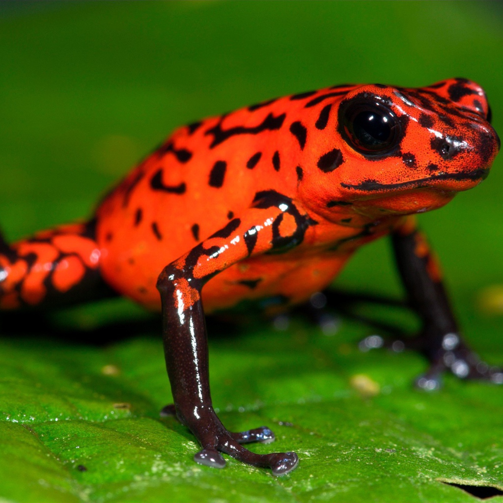 Оранжевая лягушка на зеленом листе