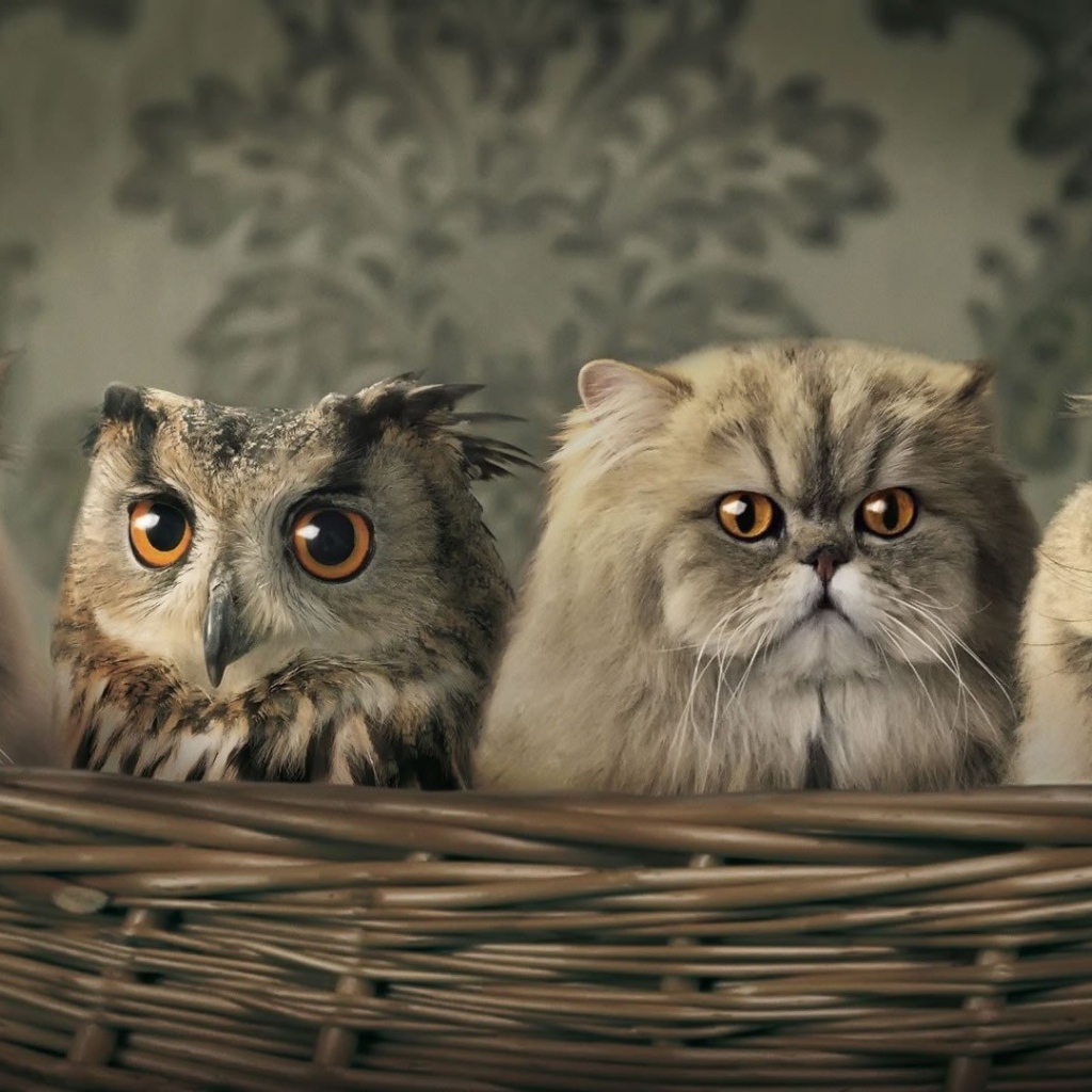 Сова среди котов