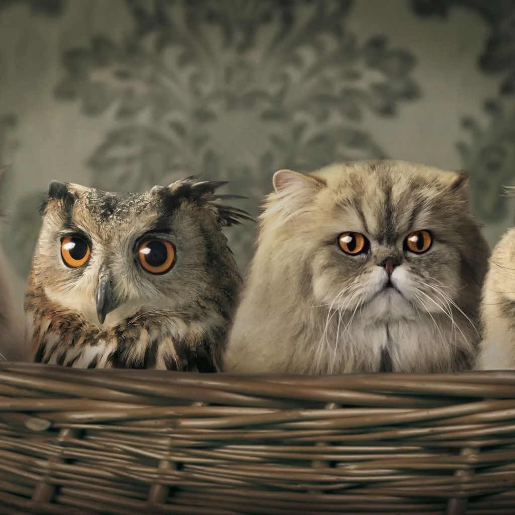 Сова спряталась среди котов в корзине