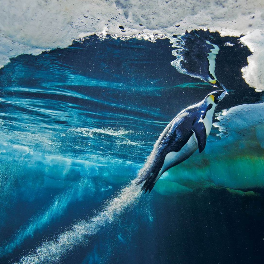 Пингвин плывет к поверхности воды