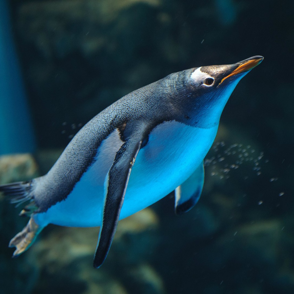 Пингвин плывет в воде