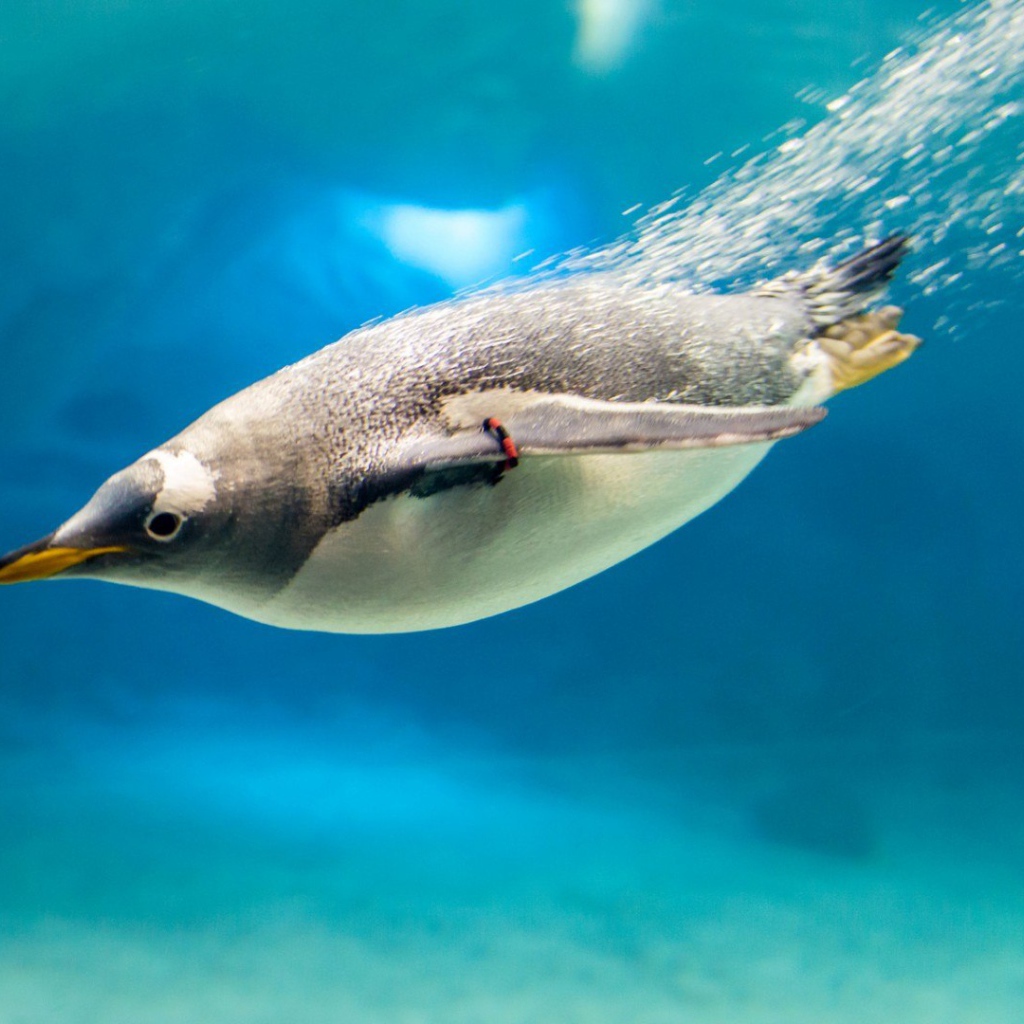 Пингвин под водой