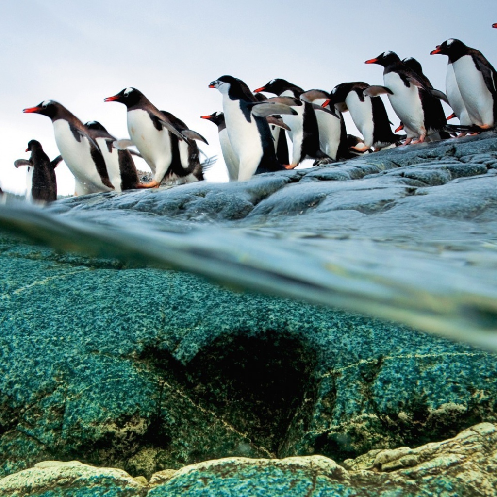 Пингвины идут ровной колонной