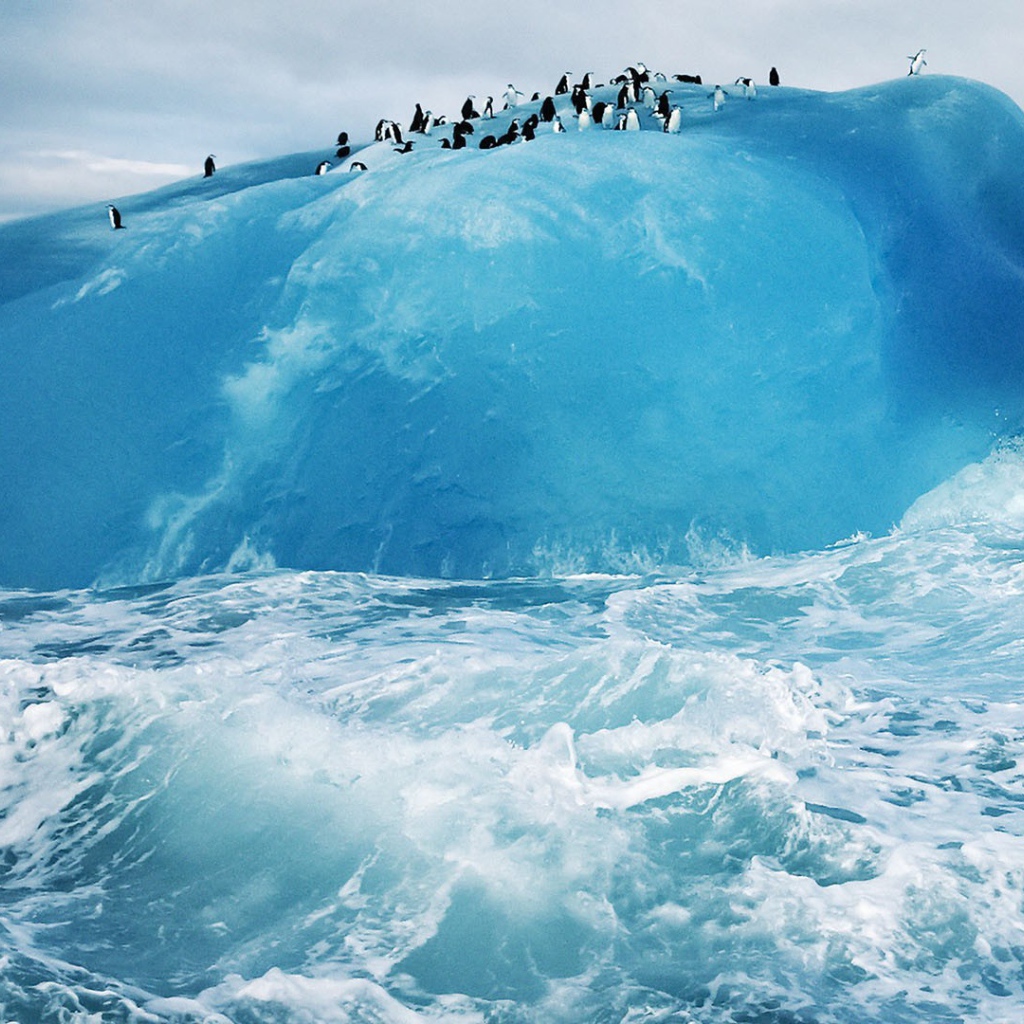 Пингвины на голубом льду айсберга