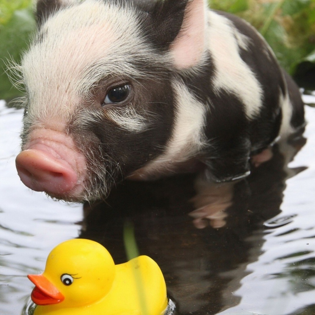 Поросенок и резиновая уточка