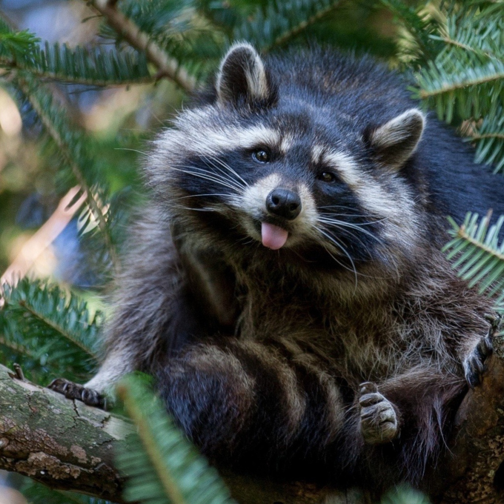 Енот-полоскун сидит на хвойном дереве