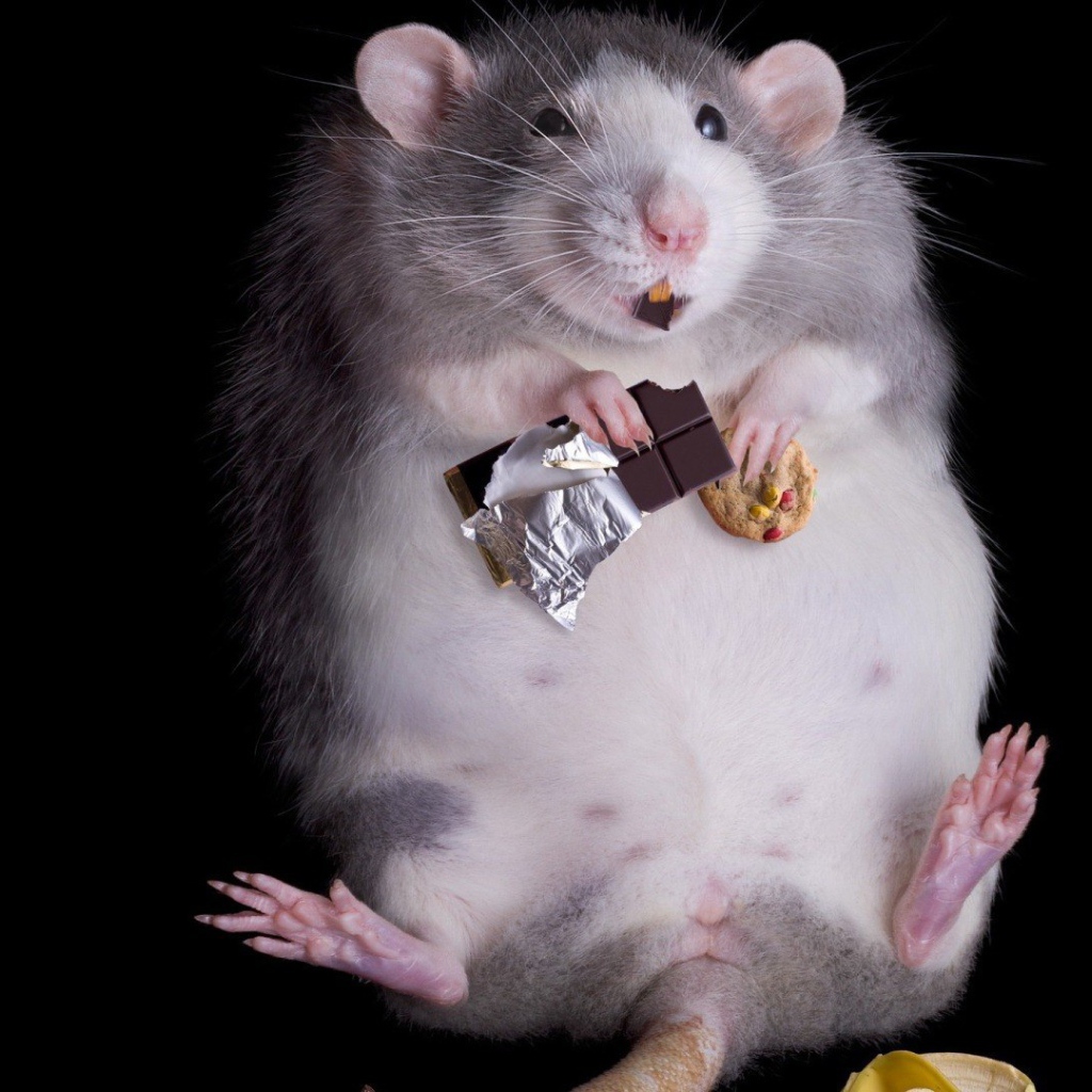 Крыса переела сладостей