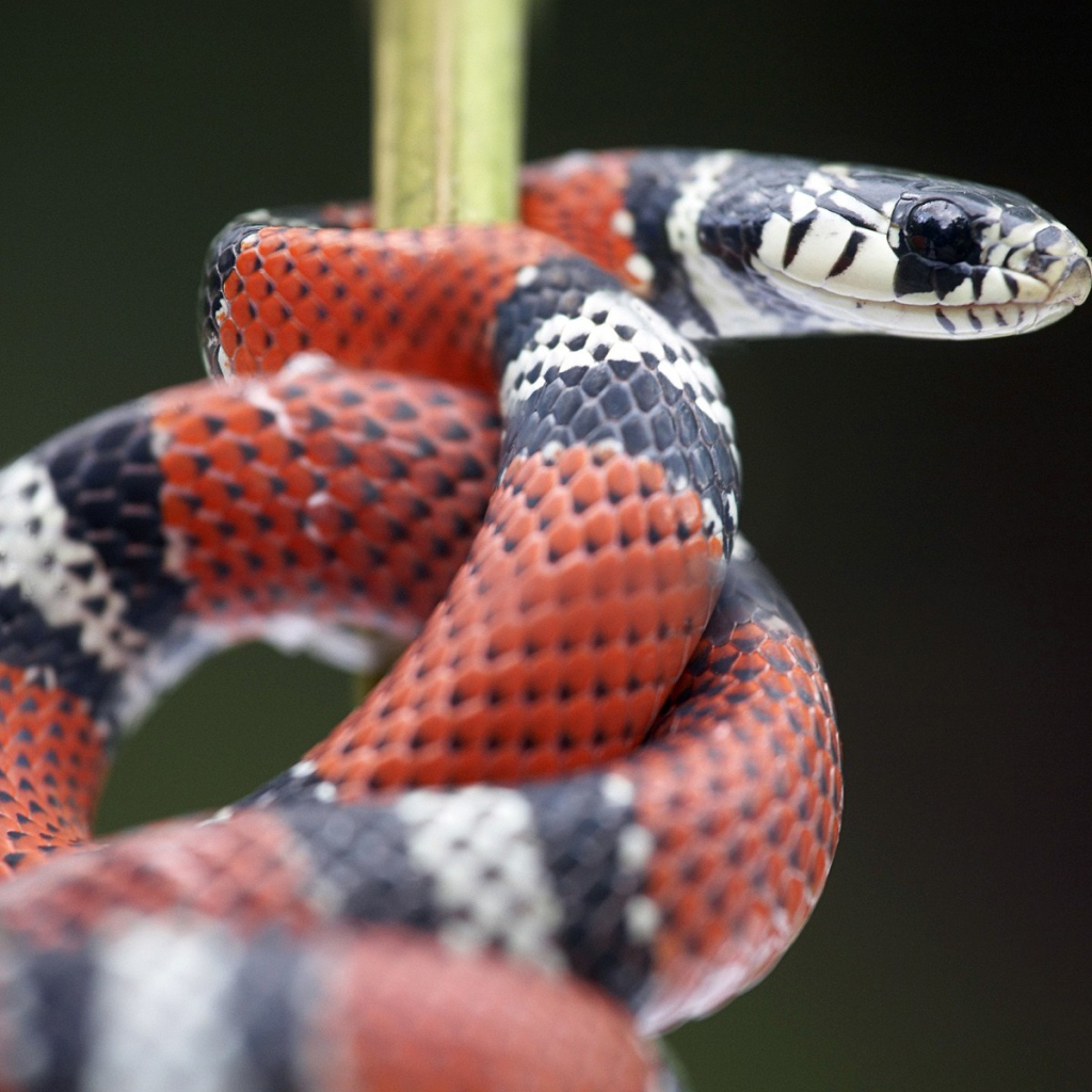 Красно черная змея