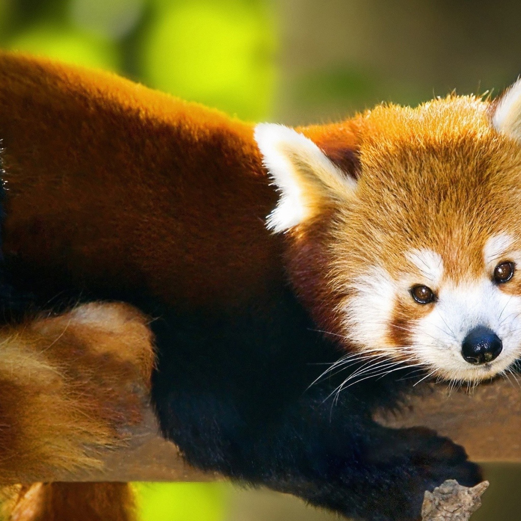 Красная панда лежит на стволе дерева