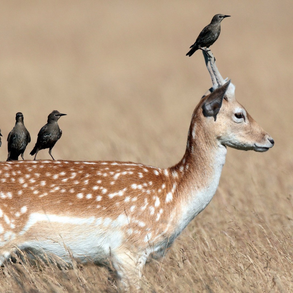 Грачи сидят на олене