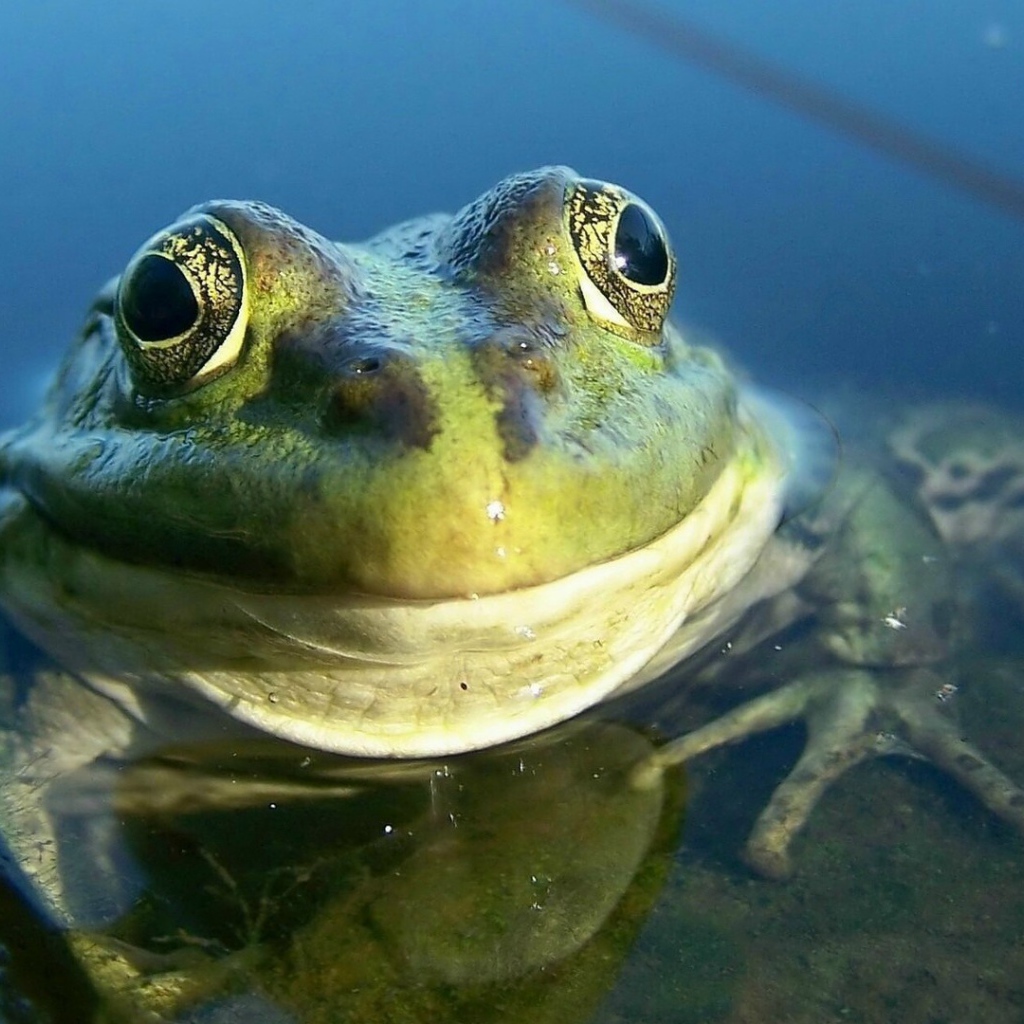 Довольная лягушка амфибия