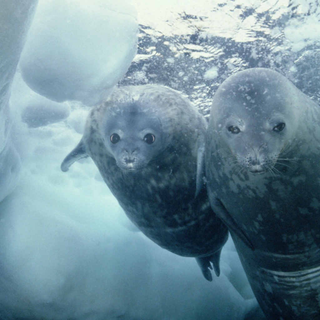Морские котики нырнули в прорубь