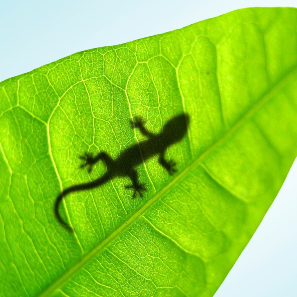 Тень маленькой ящерицы