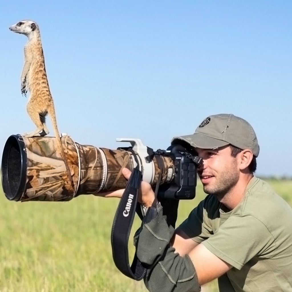 Беззастенчивый сурикат