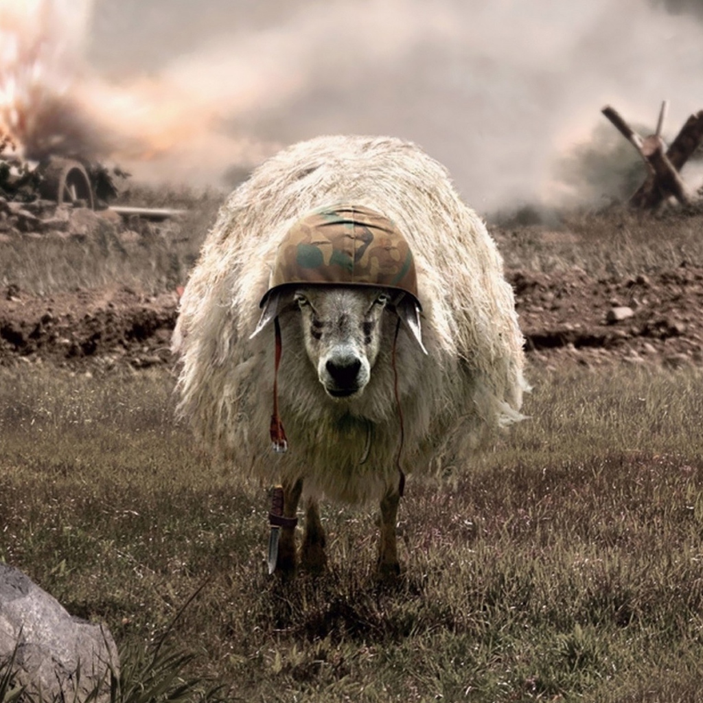 Овца на войне в каске
