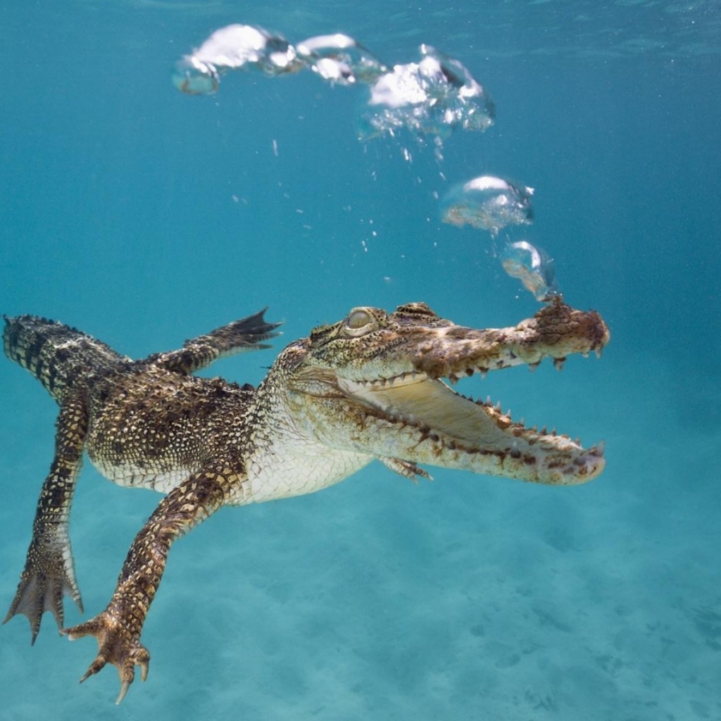 Маленький крокодил пускает пузыри под водой