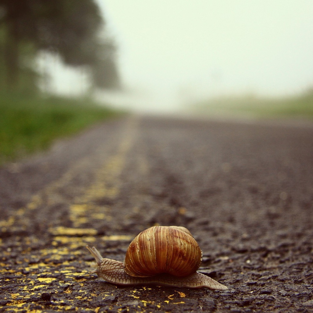 Улитка переползает через дорогу