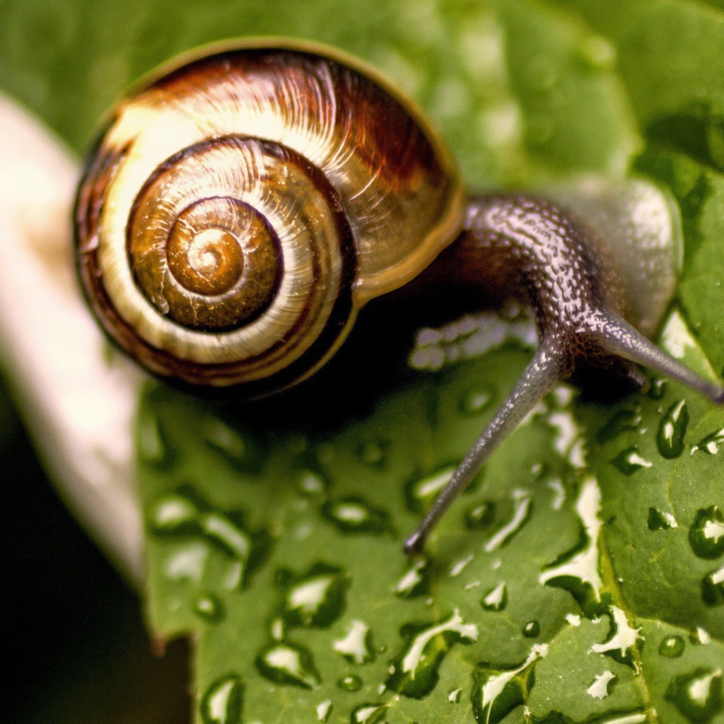 Улитка сидит на мокром листике