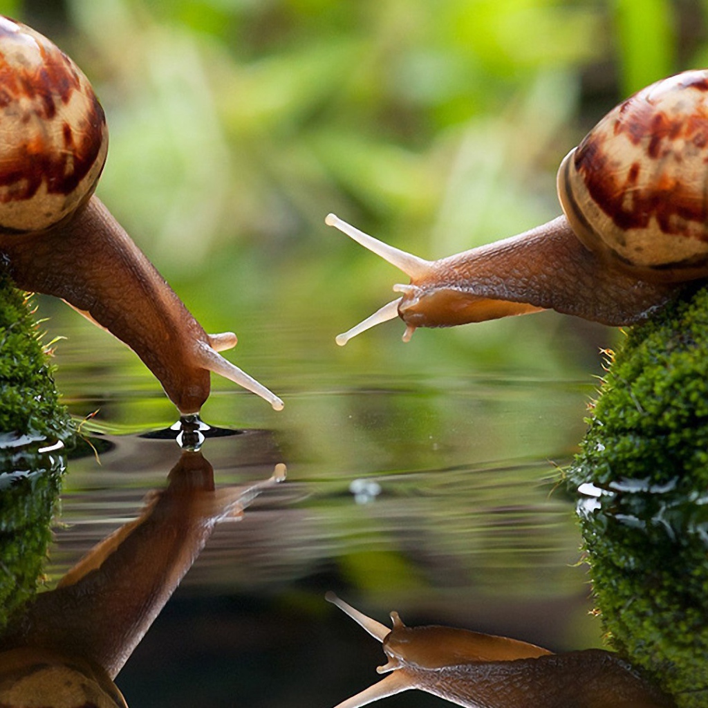 Улитки на водопое