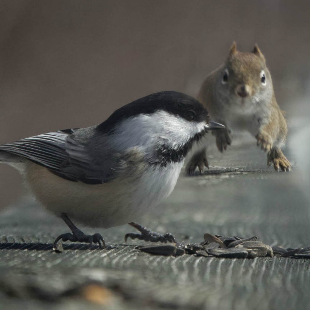 Белка и птица