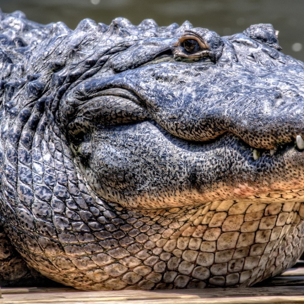 Грузный старый крокодил