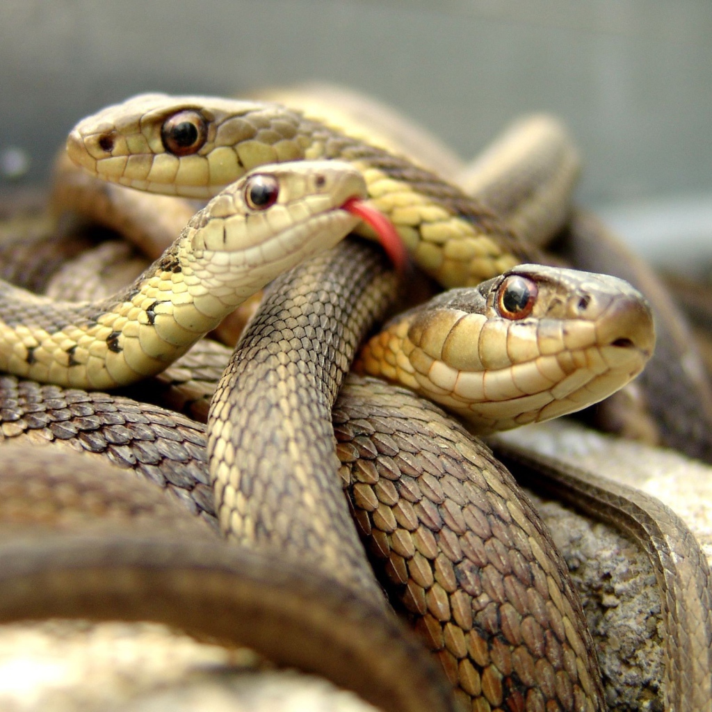 Tangle of brown snakes