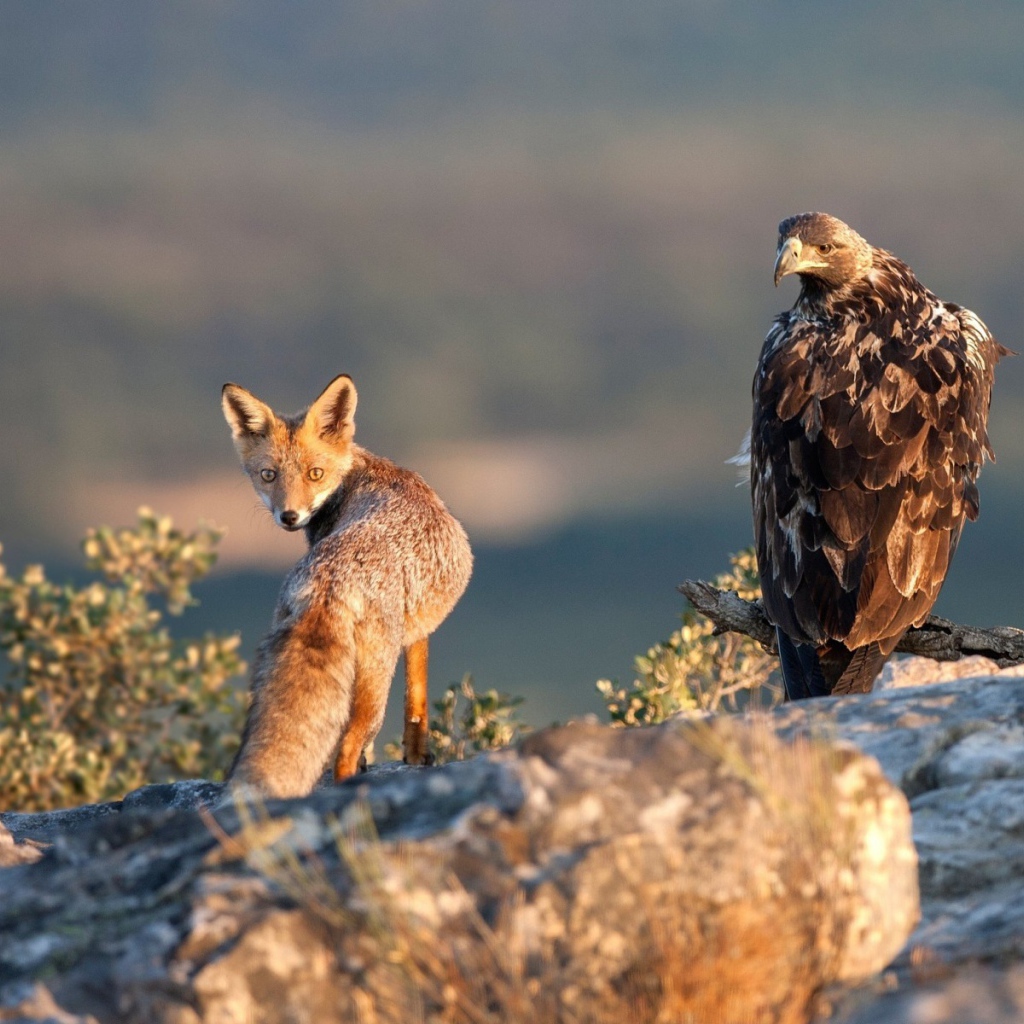 Лиса и орел