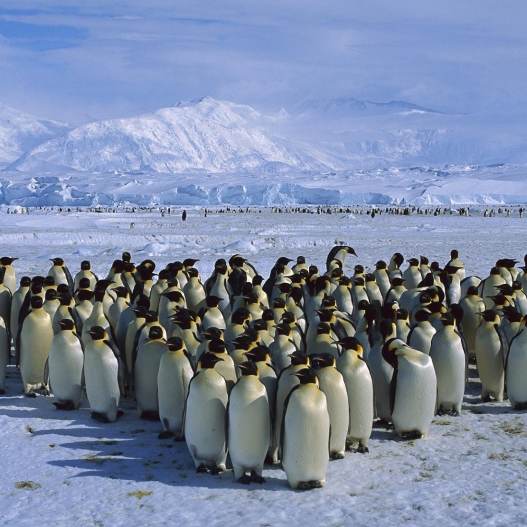 Толпа пингвинов в Антарктиде