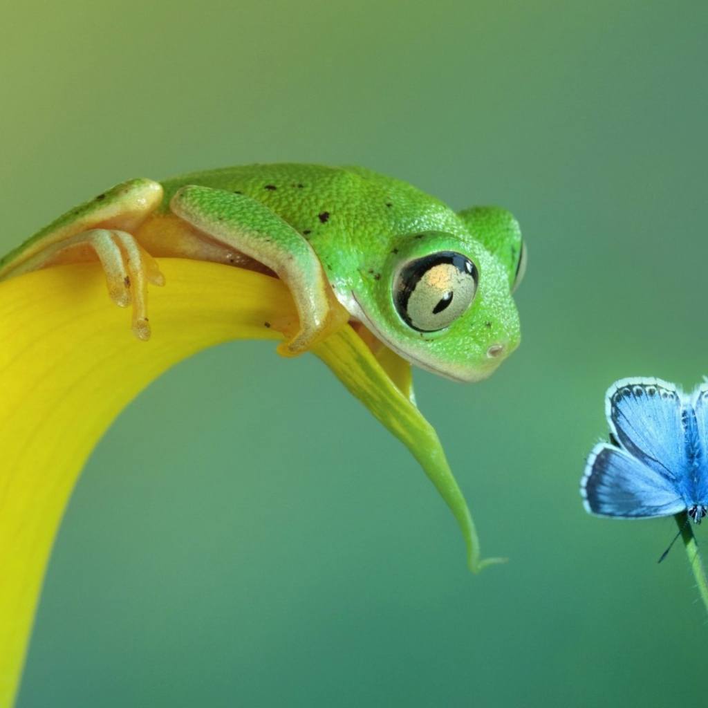 Лягушка смотрит на бабочку