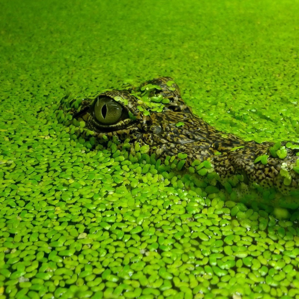 Голова маскирующегося крокодила